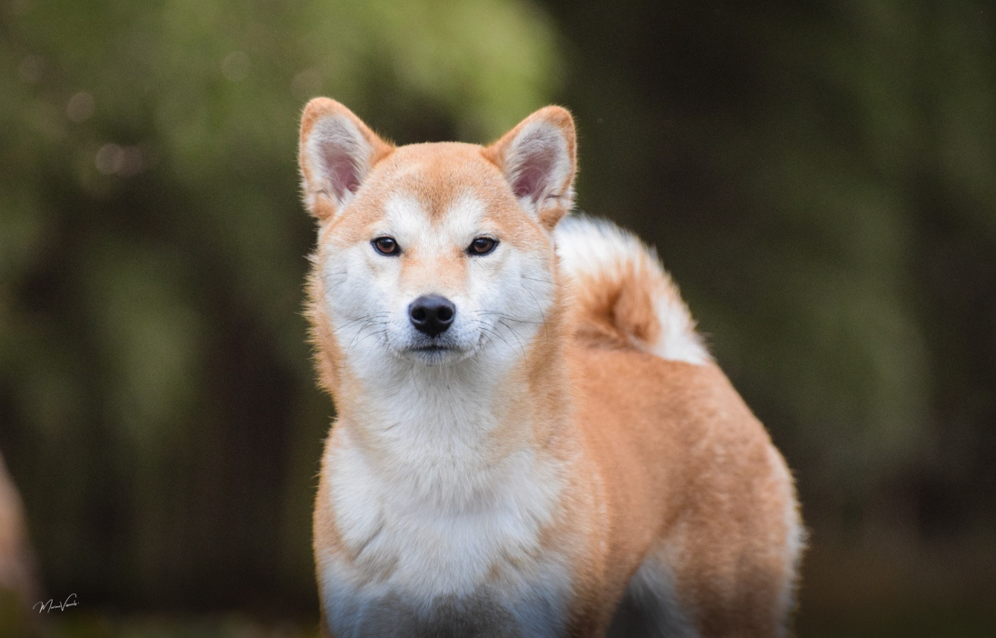 Via Go Gin No Tamashii